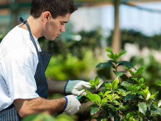 gardener working in garden