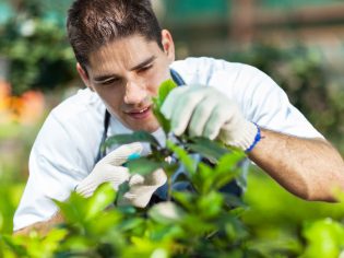 gardener in greenhouse